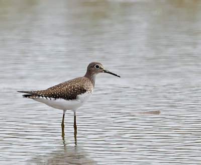 Solitary Sandpiper