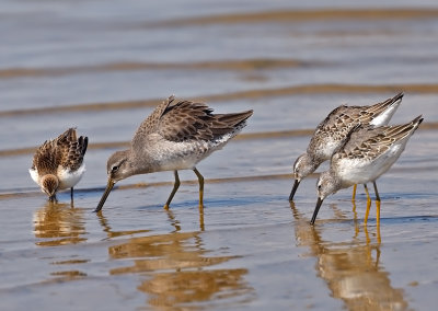 Sandpipers feeding