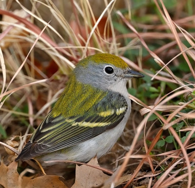 Chestnut-sided Warbler