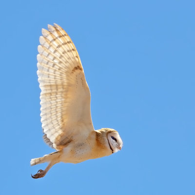 Barn Owl