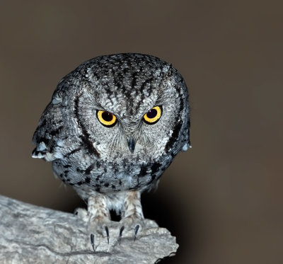 Western Screech-Owl