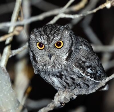 Western Screech-Owl