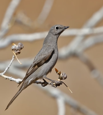 Townsend's Solitaire