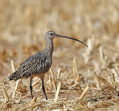 Long-billed Curlew