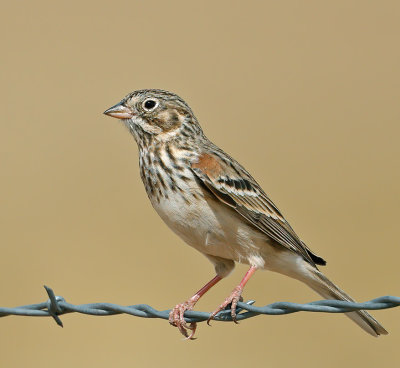 Vesper Sparrow