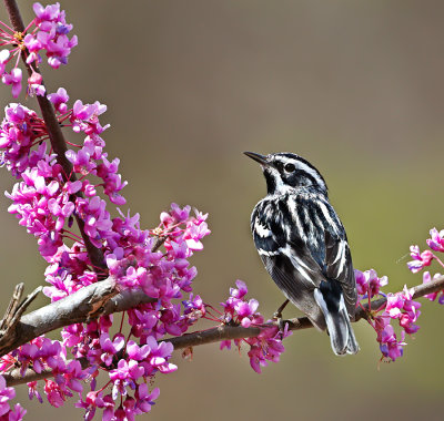 Black-and-white Warbler