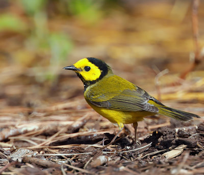 Hooded Warbler