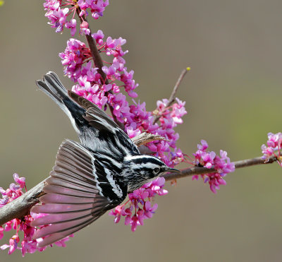 Black-and-white Warbler