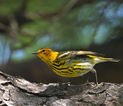 Cape May Warbler