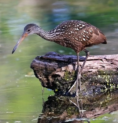 Limpkin