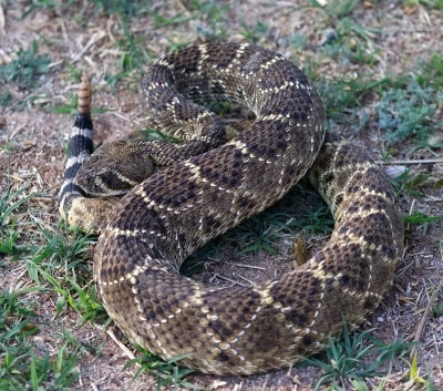 Western Diamond-backed Rattlesnake