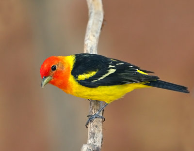 Western Tanager