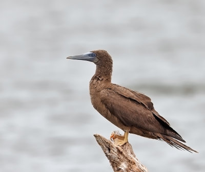 Brown Booby