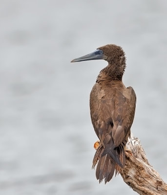 Brown Booby