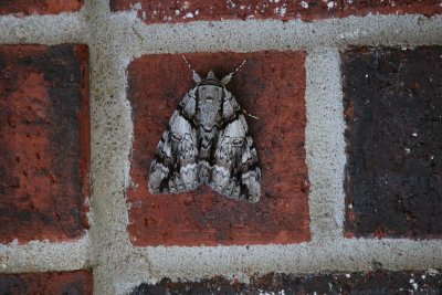 Widow Underwing