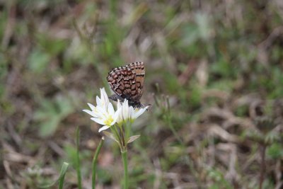 False Garlic with Pine Elfin