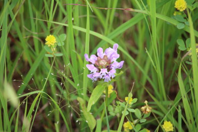Self-heal, Prunella vulgaris