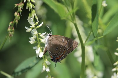 Prairie Acres Lepidoptera