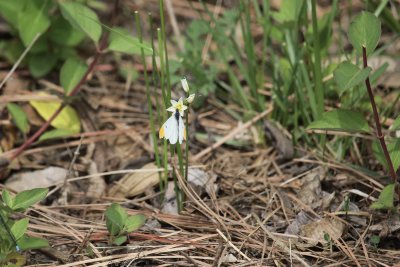 Male Falcate Orangetip