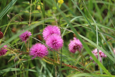 Catclaw Briar