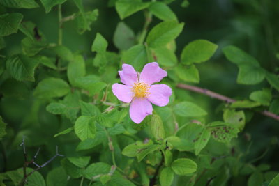 Carolina Rose