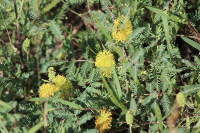 Yellow Sensitive Briar