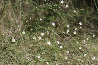 Aster
