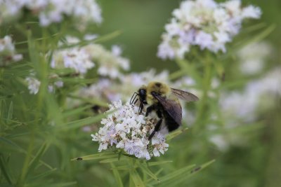 Slender Mountain Mint