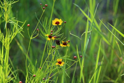 Plains Coreopsis