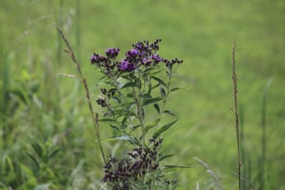 Ironweed
