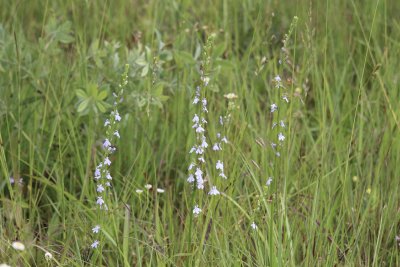 Pale Spike Lobelia 