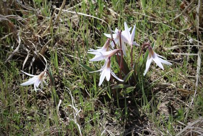 Prairie Trout Lilies
