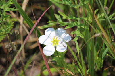 White Meadow Pink
