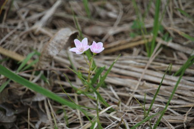 Spring Beauty