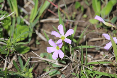 Violet Wood-sorrel