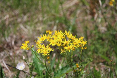Prairie Groundsel