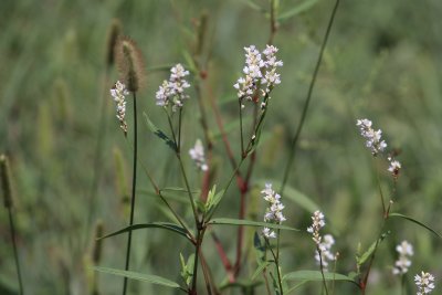 Spreading Dogbane