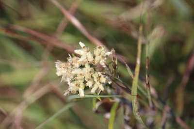 Rabbit Tobacco, Sweet Everlasting
