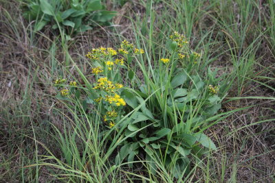 Rigid Goldenrod