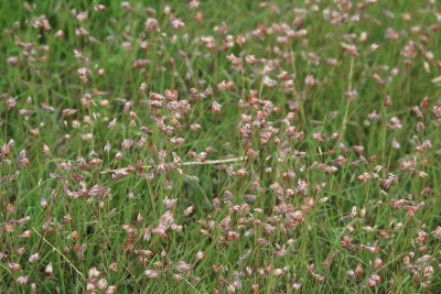 Oklahoma Wildflowers and Grasses at Prairie Acres