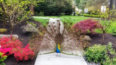 Peacock at Chateau Ste Michelle Winery
