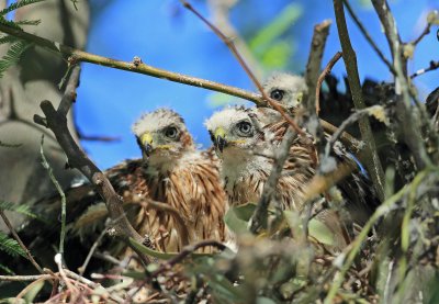 Hawks & Harriers