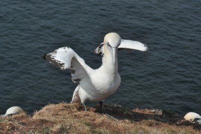 Northern Gannet