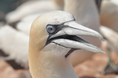 Northern Gannet