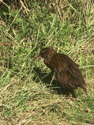 Weka, one of flightless birds of NZ