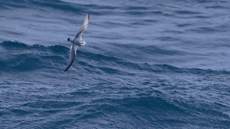 Dunbekprion / Slender-billed prion