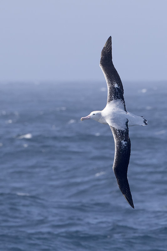 Grote albatros / Wandering albatros