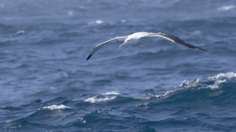 Grote albatros / Wandering albatros