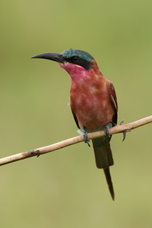 Zuidelijke karmijnrode bijeneter / Southern carmine bee-eater