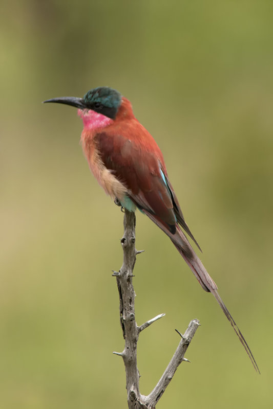 Zuidelijke karmijnrode bijeneter / Southern carmine bee-eater